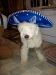 biggy hat.jpg