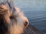 Abi at the lake.JPG