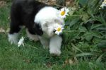 smelling the flowers.jpg