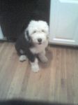 Ringo3mos.jpg