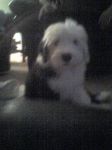 ringo2mos.jpg