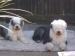 foster dogs.jpg