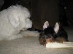 mascot and fitz.jpg