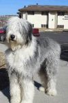 Dudley (2).jpg