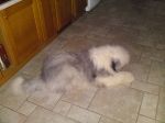 ArchieAug0035.jpg