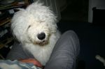 dampdog_5.jpg