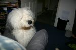 dampdog_6.jpg