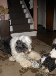 Loki and Chrissie.jpg
