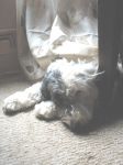 Loki in the curtains.jpg