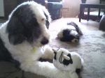 Loki, Chrissie and the Moo Cow.jpg