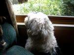 Lookin_ out the window.jpg