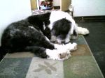 Sleepy Loki.jpg