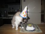 I_m wearing the stupid hat, now give me cake.jpg