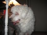 Remo Birthday 013.jpg