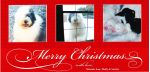 2012 Christmas Card cropped.jpg