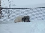 Isaac at End of Dog Run.jpg