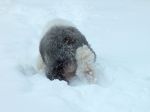 Isaac trotting thru snow.jpg