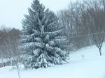 Snow covered Pine.jpg