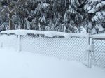 Snow in fence.jpg