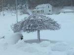 Weeping cherry tree.jpg