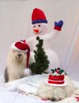 IMG_8717.jpg