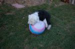 maggie 009.jpg