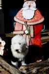cindy dog 2 042.jpg