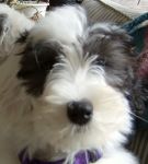 Baby Hudson, cropped.jpg