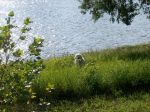 One defiant little dog....JPG