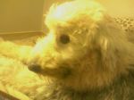Rudy at vet 2.jpg
