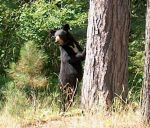 cropped bear.JPG