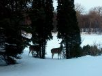 eating the cedars.jpg