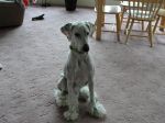poodle feet dalmation ears.JPG