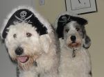 salty dogs.JPG