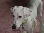 spotted ears.JPG