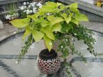 sweet potato vine.JPG