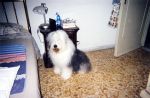 ofelia 006.jpg
