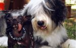 Henley and Elwood056.jpg