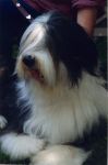 Henley closeup II059.jpg