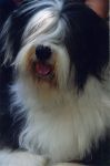 Henley closeup058.jpg