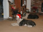 Daisy and Patch 12 25 04.jpg