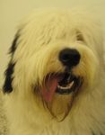 Winnie at day care 3-6-09.JPG