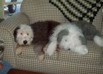 charlie&winstonjr1.jpg