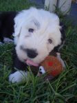 8 weeks 10.JPG
