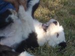 8 weeks 11.JPG