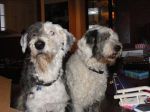 2008_0108theboys0001.JPG