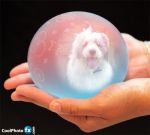 1254687778crystalball.jpg