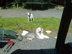 Dogs caravan.jpg