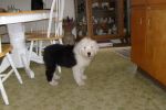 Dolly_12weeks.jpg