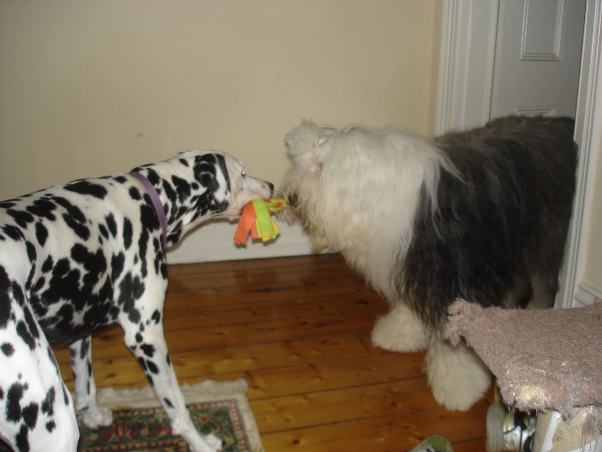 do old english sheepdogs shed a lot